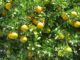 Le mandarinier : arbre fruitier, plantation, variété, entretien, taille, durée de vie…