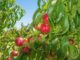 Le nectarinier : arbre fruitier, plantation, variété, entretien, taille, durée de vie…