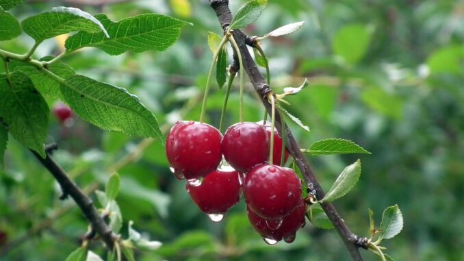 cerise Tout savoir sur la cerise : origine, variétés, bienfaits, récolte, utilisation…