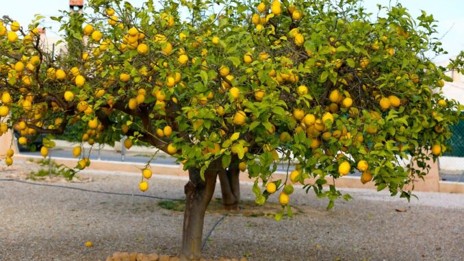citronnier (1) Le citronnier : arbre fruitier, plantation, variété, entretien, taille, durée de vie…