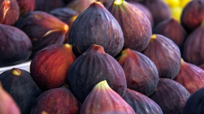 La Figue Origine Fruit Vari t s Bienfaits R colte Utilisation