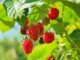 Tout savoir sur l’arbre fruitier le framboisier : plantation, variété, entretien, taille, durée de vie…