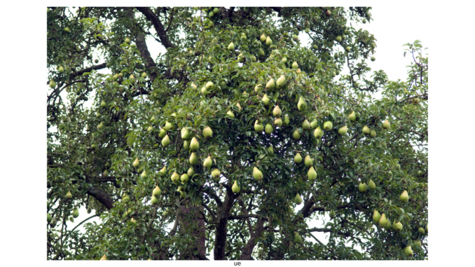 variétés de poirier variétés de poirier