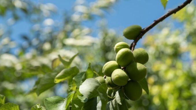 comment planter un abricotier les étapes clés pour une plantation réussie (1)