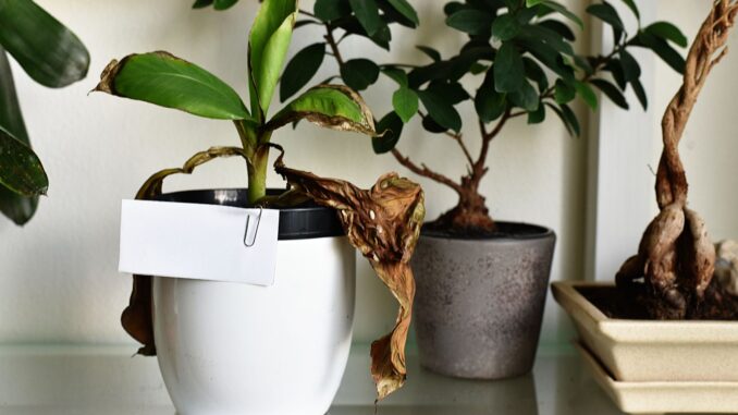 comment sauver une plante en mauvais état