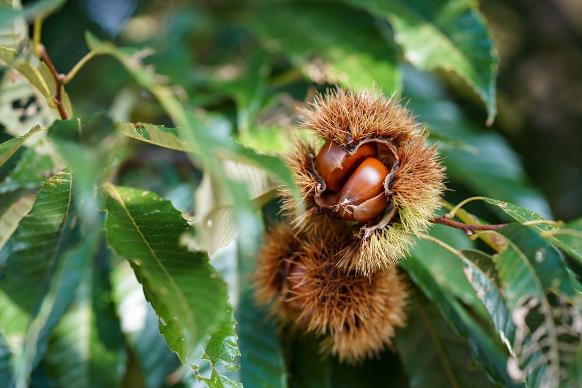 Comment tailler un châtaignier pour une meilleure récolte Verger