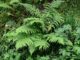 créer un jardin de fougères guide pratique