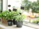 cultiver des herbes aromatiques en intérieur