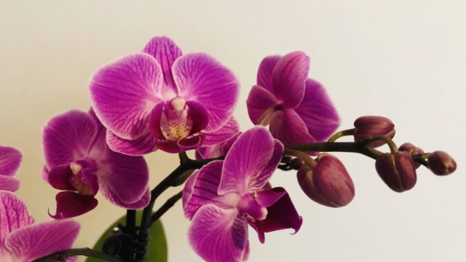 cultiver des orchidées à la maison erreurs à éviter