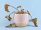 identifier et traiter les maladies des plantes