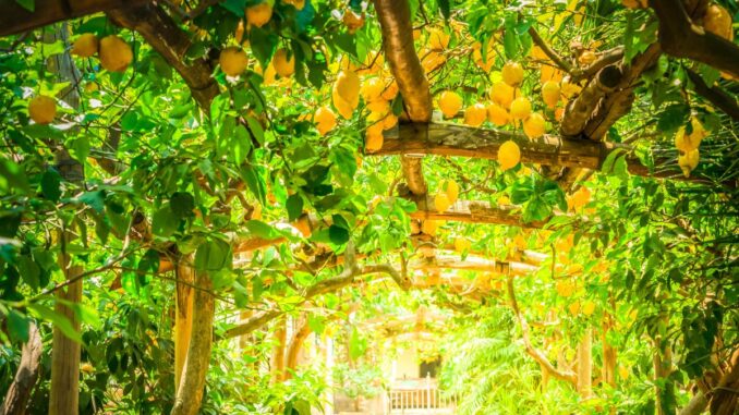 la taille du citronnier quand et comment le faire pour maximiser la récolte