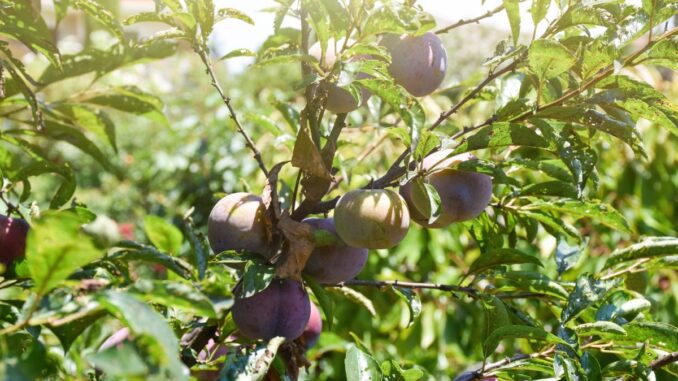 Les bases de la culture du prunier : un guide pour les jardiniers ...