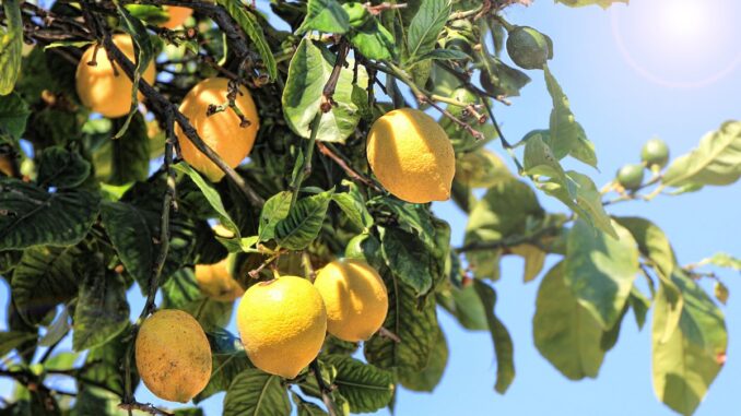 les bienfaits des citrons pour la santé nutrition et avantages