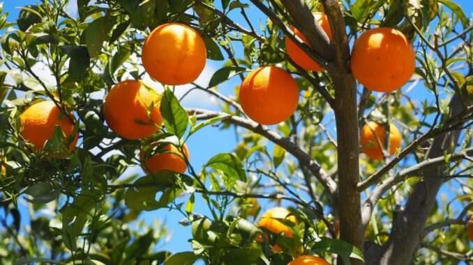les différentes variétés d'orangers un guide pour bien choisir