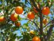les différentes variétés d'orangers un guide pour bien choisir