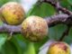 les maladies et parasites de l'abricotier comment les identifier et les traiter