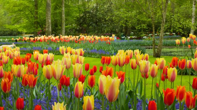les meilleures plantes pour un jardin d'été les meilleures plantes pour un jardin d'été