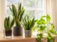 les plantes d'intérieur faciles à entretenir