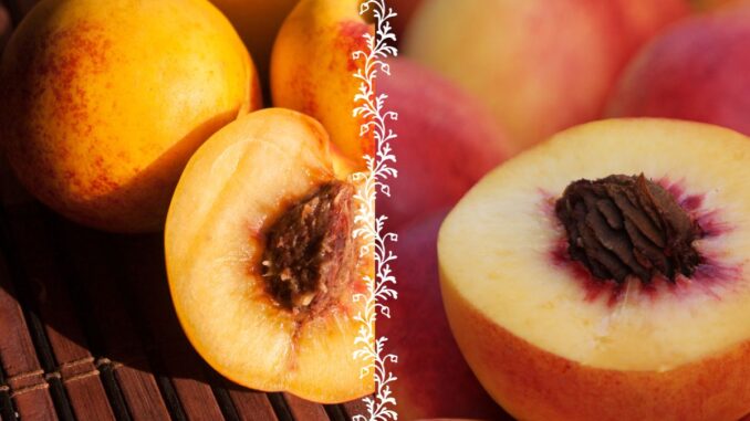 Nectarines versus pêches : comprendre les différences
