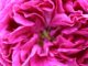 plantes vivaces vs plantes annuelles lesquelles choisir ?