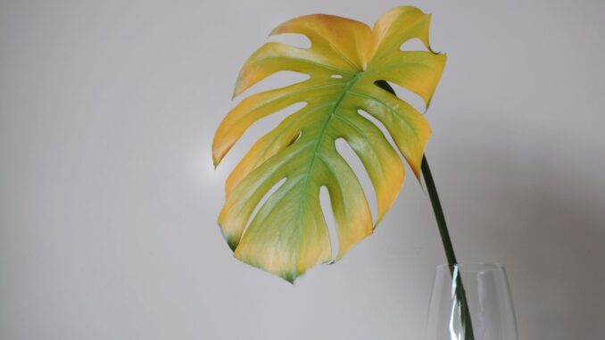 pourquoi mes plantes jaunissent elles ? pourquoi mes plantes jaunissent elles ?