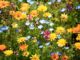 préparer son jardin pour le printemps checklist