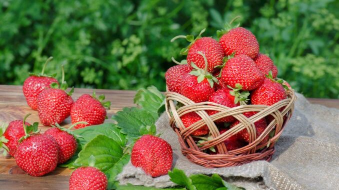 quand et comment récolter les fraises le guide complet article 