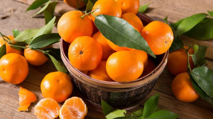 quand et comment récolter les mandarines le guide complet