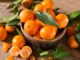 quand et comment récolter les mandarines le guide complet