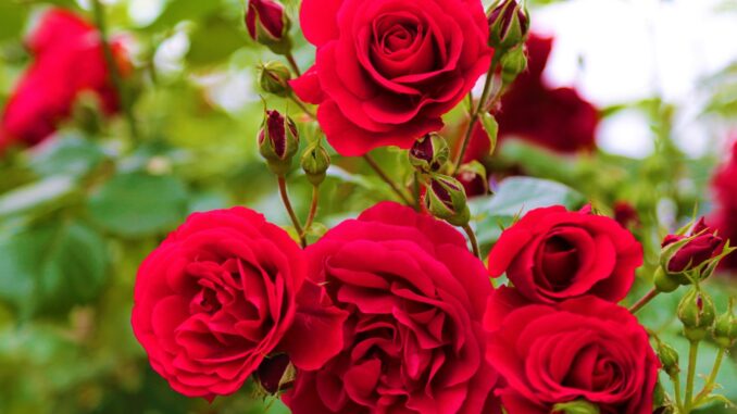quand et comment tailler les rosiers quand et comment tailler les rosiers
