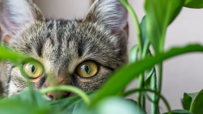 que faire si mon chat gratte dans mes plantes ? que faire si mon chat gratte dans mes plantes ?