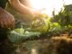 techniques de permaculture pour les débutants