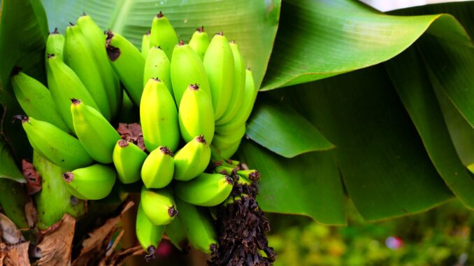 arbre fruitier nain liste, taille adulte, entretien, prix arbre fruitier nain liste, taille adulte, entretien, prix