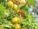 comment planter et cultiver la mirabelle