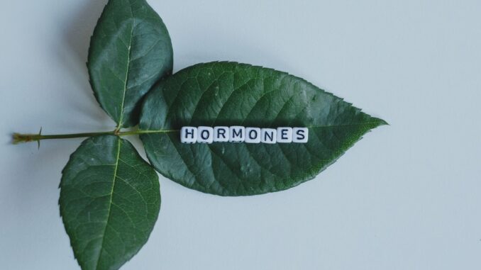 comment utiliser les hormones de bouturage