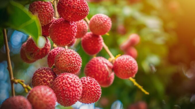 greffe arbre fruitier les différents types de greffes, quand les faire, pourquoi les faire, arbre qui n'en a pas besoin