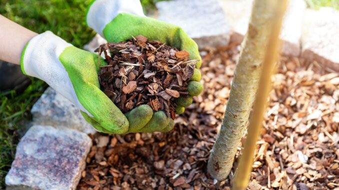 le mulching types et techniques