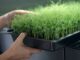 micro jardinage cultiver en petit espace