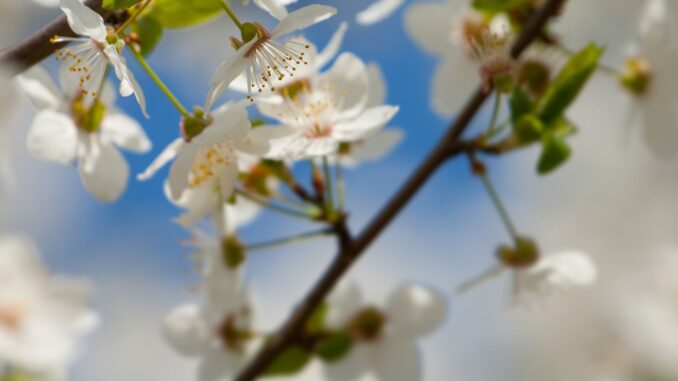 mirabellier et mirabelle que faire au printemps mirabellier et mirabelle que faire au printemps