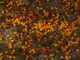 mirabellier et mirabelle que faire en automne