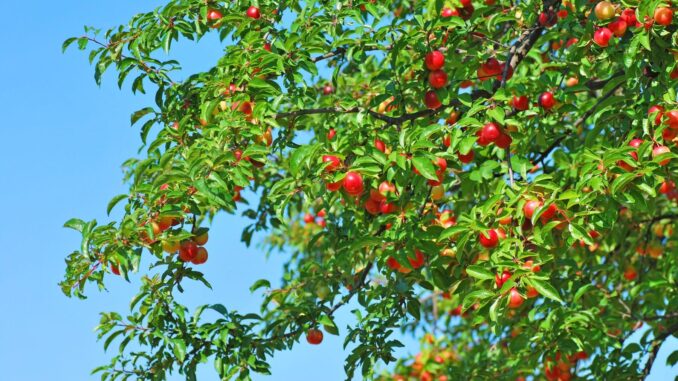 mirabellier et mirabelle que faire en été mirabellier et mirabelle que faire en été