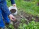 quel engrais pour arbre fruitier choisir, quand et comment le mettre ?