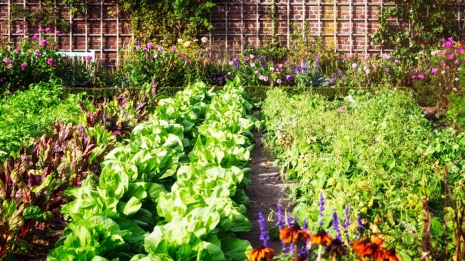 comment réussir l'arrosage automatique de son potager ?