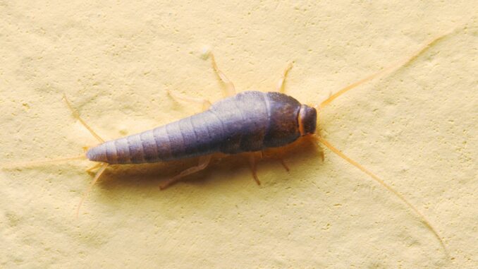 poisson d'argent tout savoir sur cet insecte et sa piqure poisson d'argent tout savoir sur cet insecte et sa piqure
