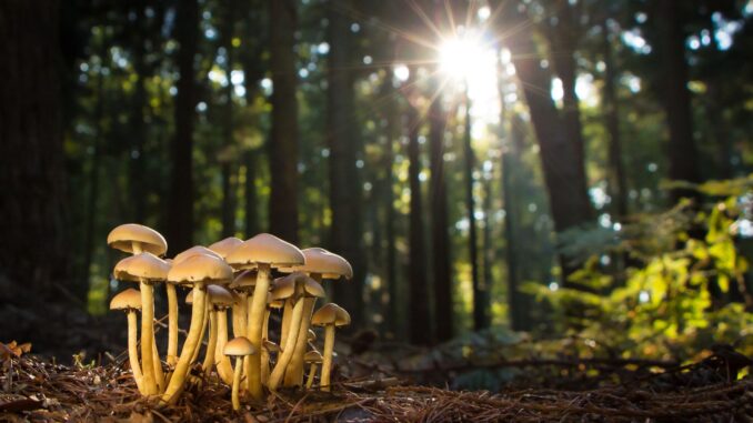 quel champignon comestible peut on trouver dans son jardin et son verger ?