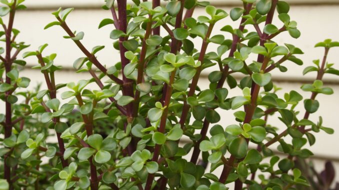 Arbre à Jade, Crassula ovata : planter, cultiver, multiplier
