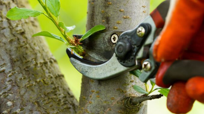 sécateur électrique tout savoir sur cet outil idéal pour le jardin et les vergers