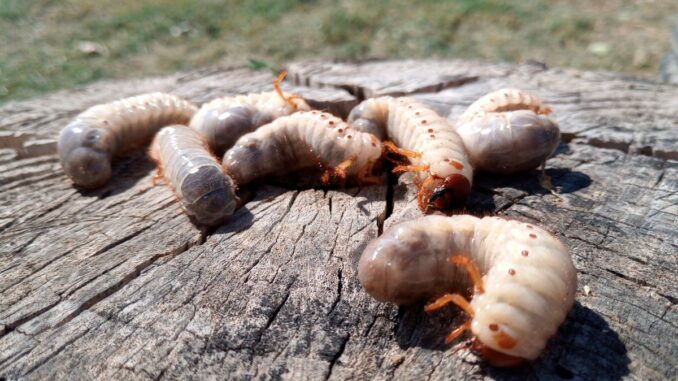 comment se débarrasser des vrillettes naturellement comment se débarrasser des vrillettes naturellement