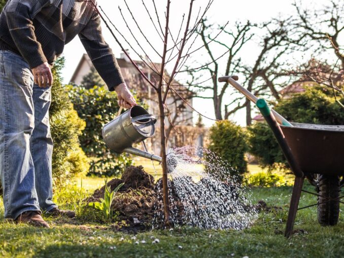 Pommier plantation, variété, entretien, taille, durée de vie