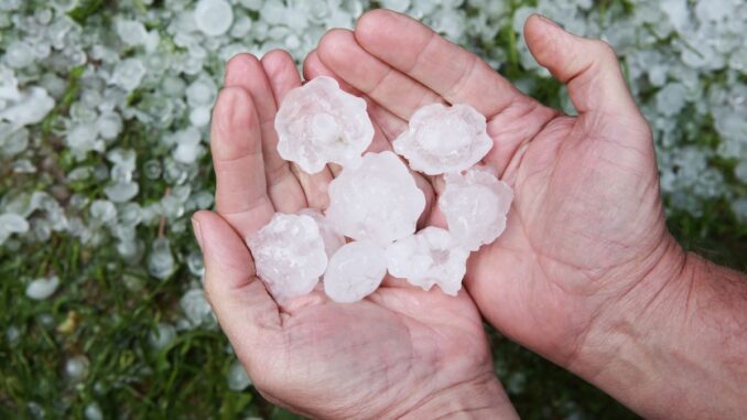 gel grele secheresse Gel, grêle, sécheresse : les défis climatiques des producteurs de mirabelles